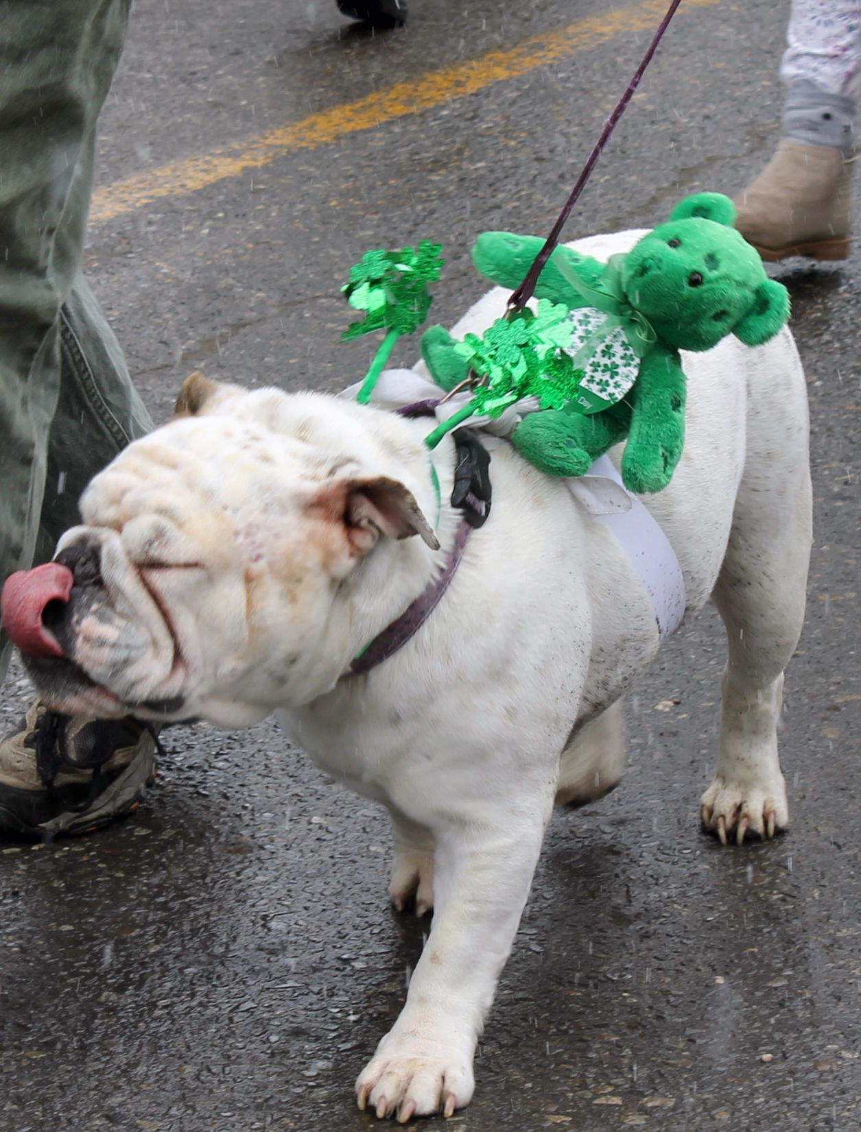 Bulldog